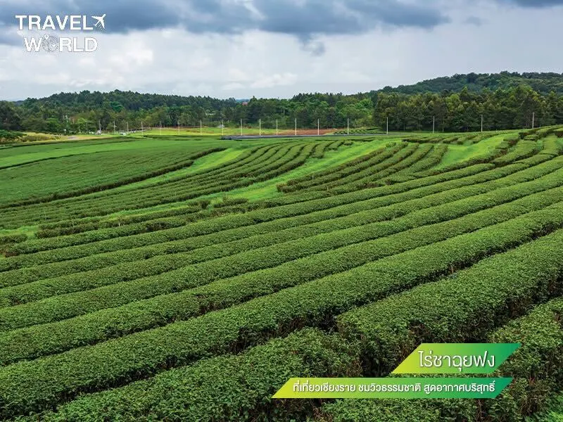 ไร่ชาฉุยฟง ที่เที่ยวเชียงราย