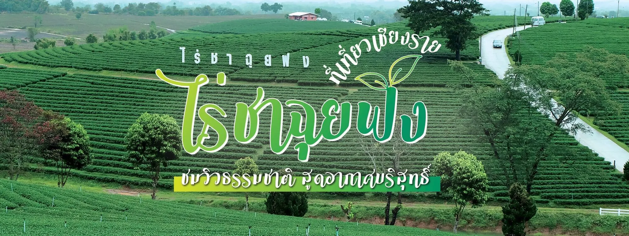 ไร่ชาฉุยฟง ที่เที่ยวเชียงราย ชมวิวธรรมชาติ สูดอากาศบริสุทธิ์