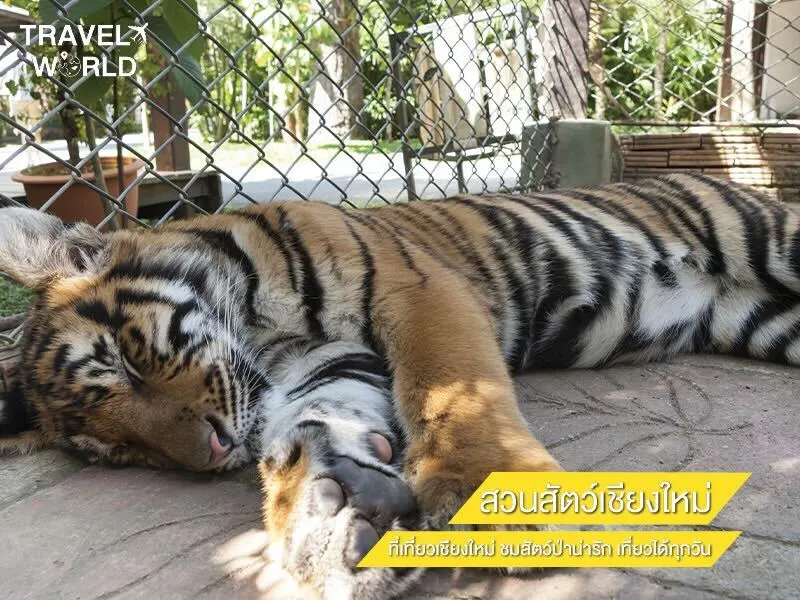สวนสัตว์เชียงใหม่ ที่เที่ยวเชียงใหม่