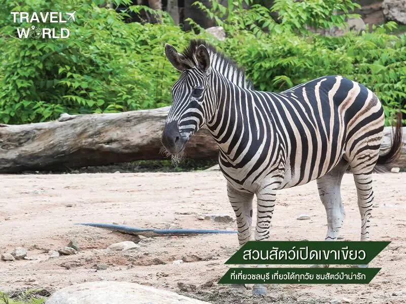 สวนสัตว์เปิดเขาเขียว ที่เที่ยวชลบุรี