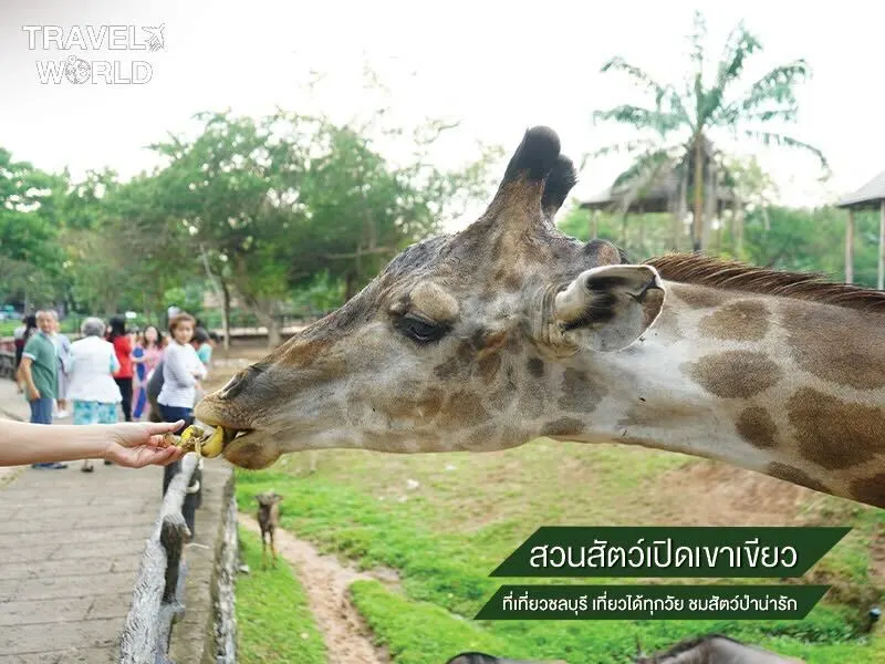 สวนสัตว์เปิดเขาเขียว